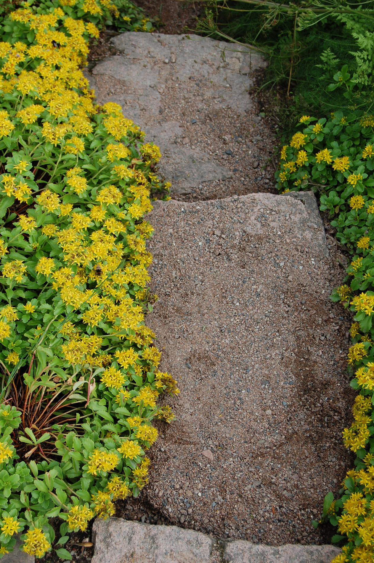 bergknapp-sedum-obp-opplysningskontoret-for-blomster-og-planter