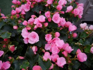 Begonia tåler regntunge sommere