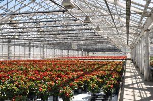 Blomsterproduksjon i veksthus