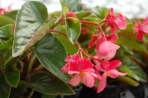 Isbegonia