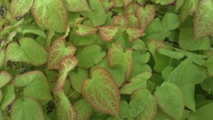 Bispelue, Epimedium