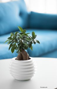Bjørkefiken, Ficus benjamina