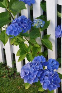 Blå Hortensia titter gjennom gjerdet