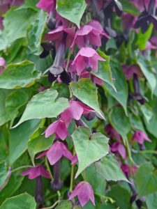 Blodbeger, Rodochiton