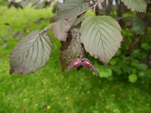 Blodhassel, Corylus maxima