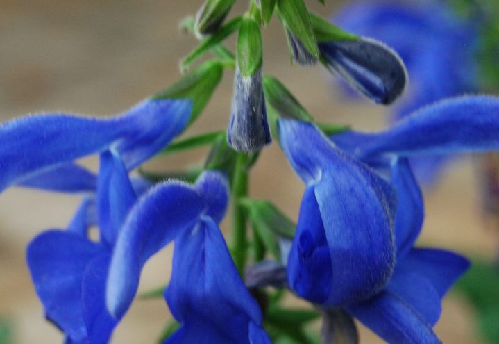 Blå salvie Salvia patens