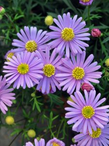 Blåstråle, Brachyscome