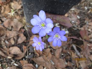 Bilde av blåveis