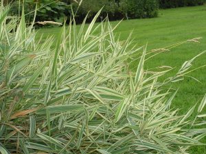 Prydgress båndgress, Phalaris Arundinacea