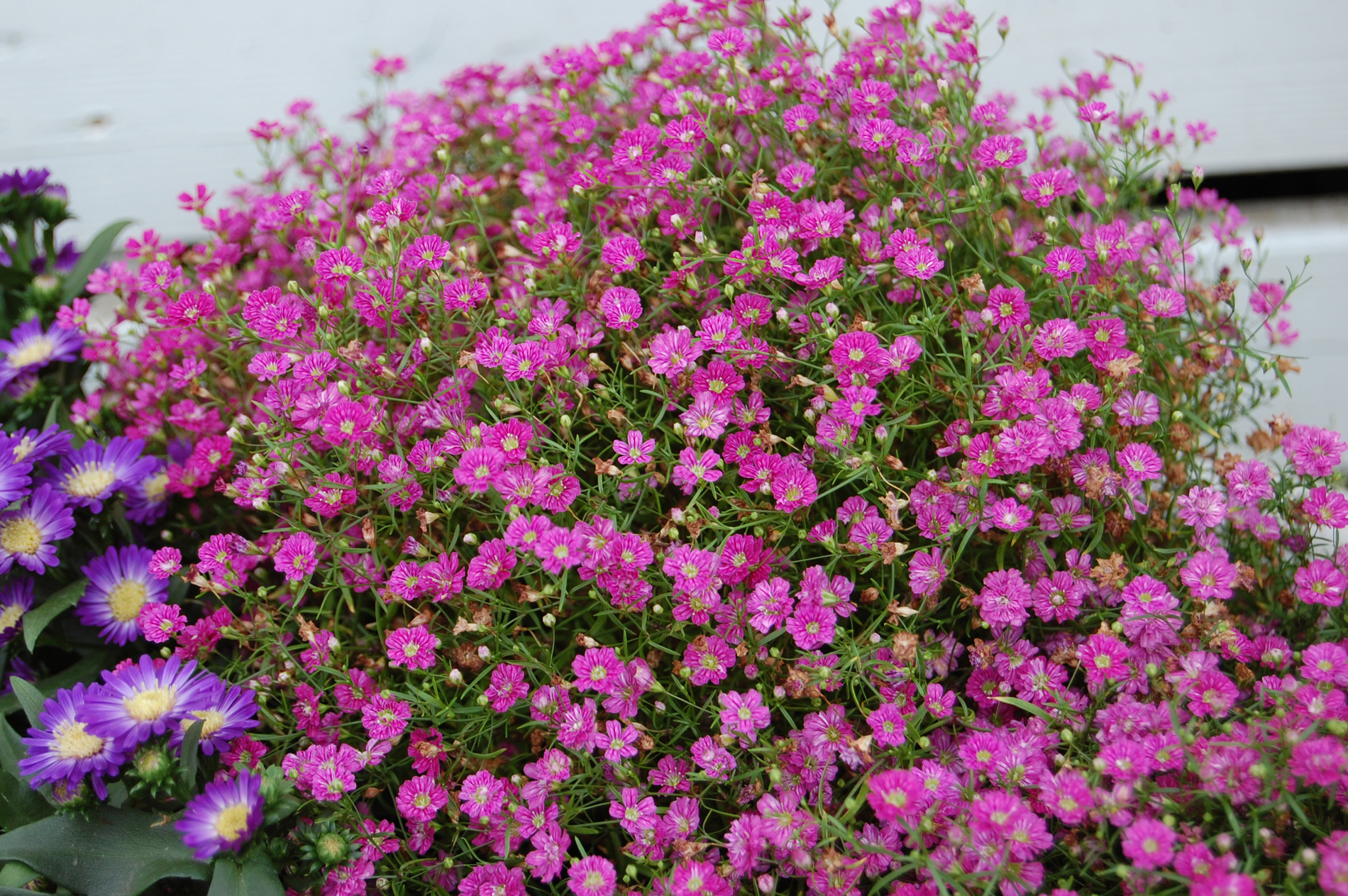 brudesl-r-gypsophila-obp-opplysningskontoret-for-blomster-og-planter