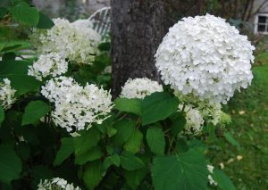 Buskhortensia, Hydrangea arborescens