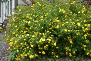 Buskmure, Potentilla