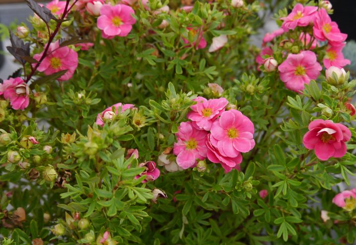 Buskmure, Potentilla