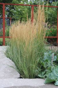 Fagerrørkvein, calamagrostis 'Overdam'