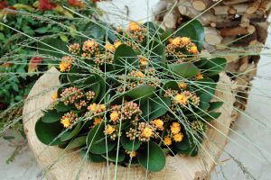 Ildtopp, Kalanchoe,