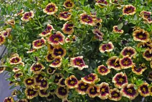 Calibrachoa Superbells