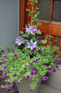 Krukke med Calibrachoa og klematis