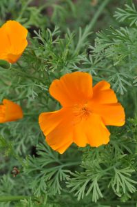 Carliforniavalmue, Eschscholzia californica