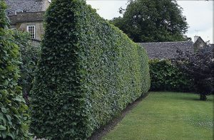Carpinus betulus