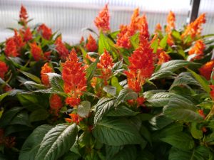 Hanekam, eller Celosia er en praktfull og fremmedartet blomst