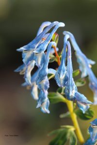 Emeilerkespore, Corydalis omeiana, bladverk