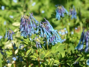Emeilerkespore, Corydalis omeiana, bladverk