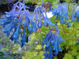 Emeilerkespore, Corydalis omeiana, bladverk