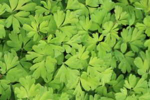 Emeilerkespore, Corydalis omeiana, bladverk