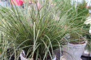 Carex morowii