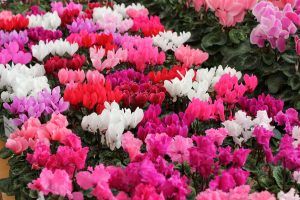 Et hav av Cyclamen