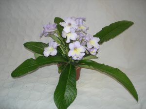 streptocarpus