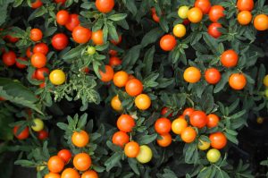 Søtvier, Solanum solanaceae
