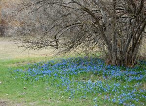 Scilla dekker plenen i april