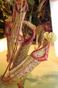Sarracenia, "kjøttetende plante"