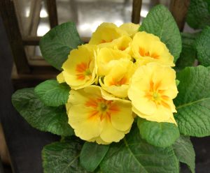Skinnende gul primula