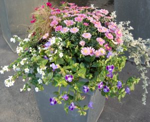 Sommerkrukke
