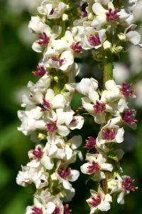 Årets staude 2015: Hvit mørkkongslys