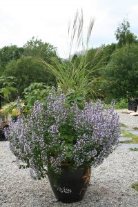Calamintha nepeta ssp nepeta Miscanthus Yaku Jima, kalamint