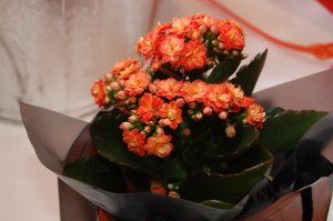 Ildtopp, Kalanchoe,