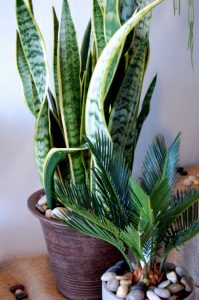 Svigermors tunge, Sansevieria Trifasciata og konglepalmeplanten Cycas