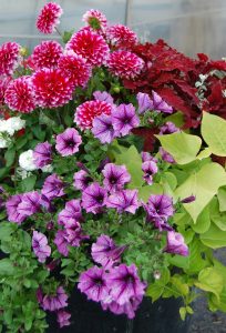 Sommerkrukke med georginer, petunia, praktspragle og ipomoea