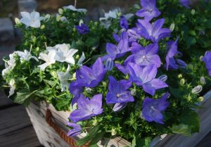 Campanula