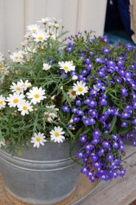Liten sinkbøtte med lobelia og margeritter