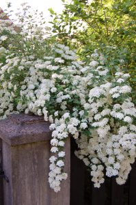 Spirea