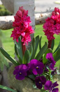 Maiblomstring med stemor og svibel