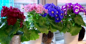 sineraria finnes i mange farger