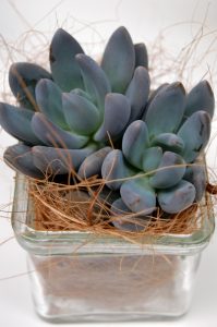 Echeveria