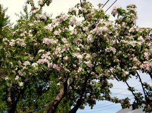 Blomstring epletre