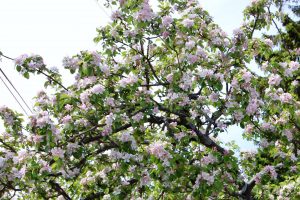 Blomstrende epletre