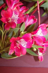 Alstromeria, inkalilje